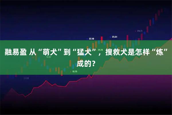 融易盈 从“萌犬”到“猛犬”,搜救犬是怎样“炼”成的?